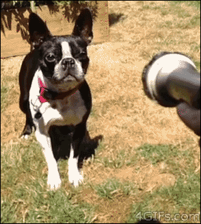 puppy puppies gif