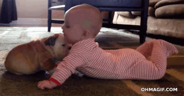 baby bulldog mixed gif