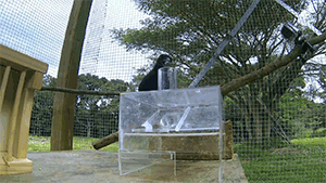 biology neuroscience behavioural