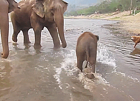 baby animals being jerks chases