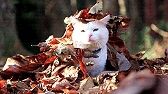 cat autumn