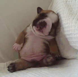 puppy bulldog asleep