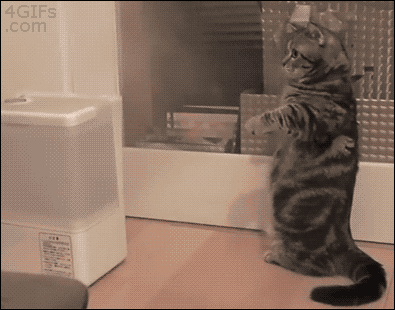 cat lol humidifier