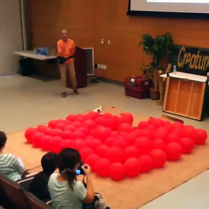 puppy balloons
