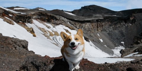 dog corgi