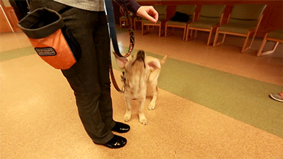puppy wrangler todaypuppy