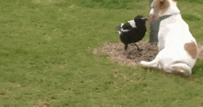 puppy playing magpie