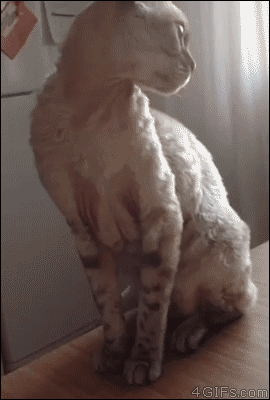 cat gif