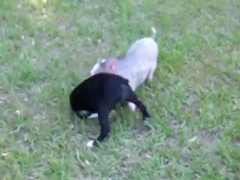 puppy playing pig