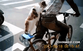 cat bicycle