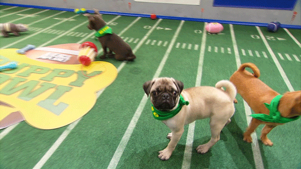 puppybowl dogs animal planet puppy bowl