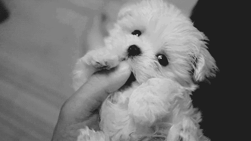 puppy puppies gif