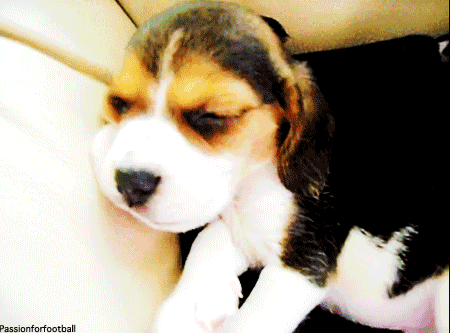 dog puppy beagle