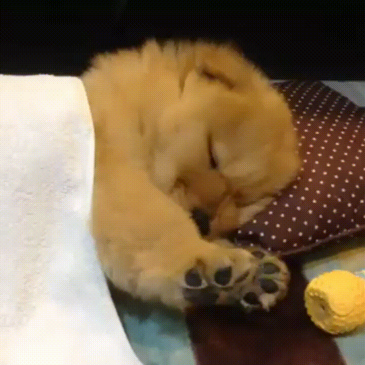 justviralnet cute puppy sleepy