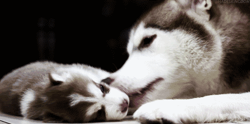 dog kiss puppy