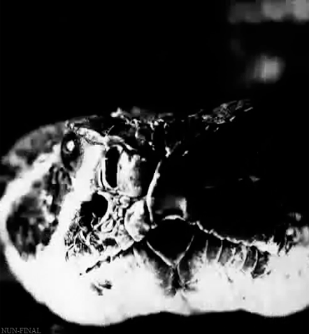 black and white snake