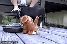 cheezburger cute dog