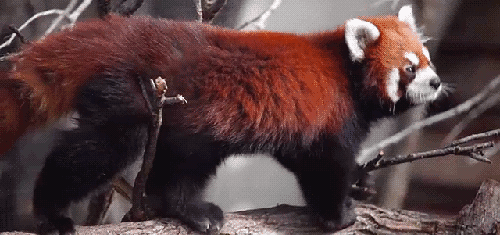 cute red panda