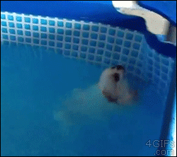 puppy back swims