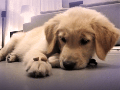 dog puppy golden retriever