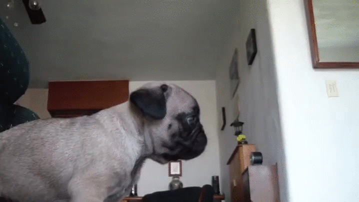 puppy pug playful