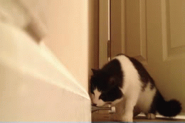 cat scared door