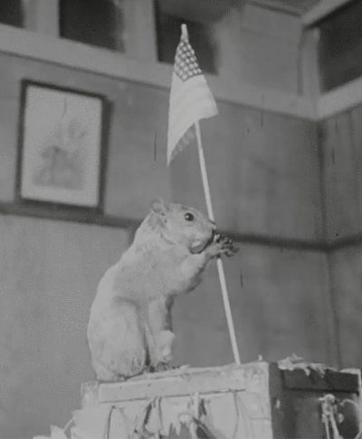 flag squirrel patriotic