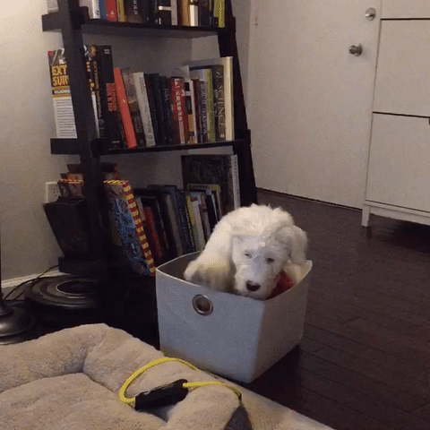 whosay dog fail puppy