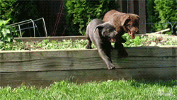 puppy puppies my animal