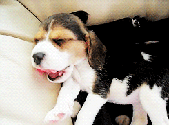 puppy beagle