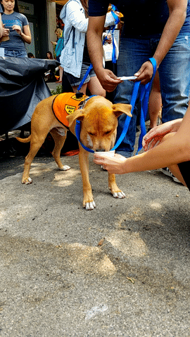 shakeshack dog dessert shake shack