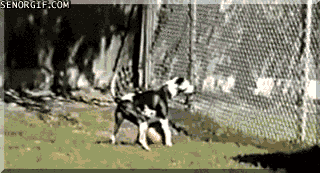 cheezburger dog basketball