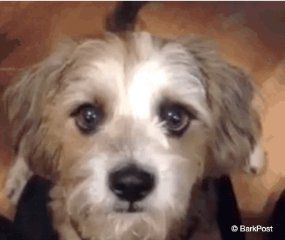 barkpost dog gif onfleek