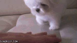 cheezburger cute dog puppy