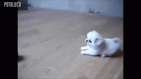 puppy puppies gif