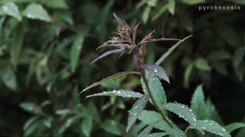 rain plants