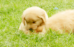 puppy playing