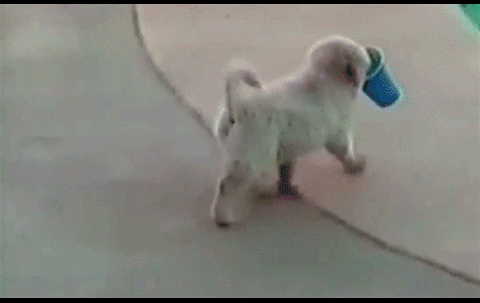 fail puppy splash