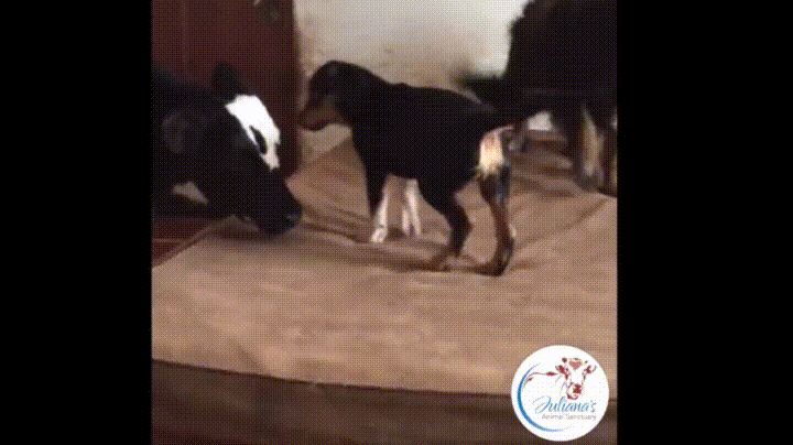 puppy playing together