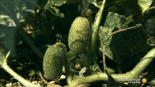 cucumber seeds