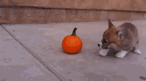 puppy pumpkin