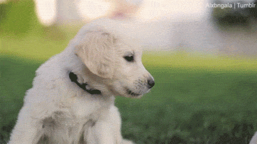 puppy dog gif