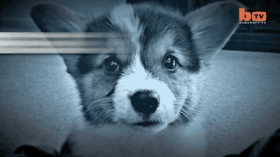 dog puppy corgi