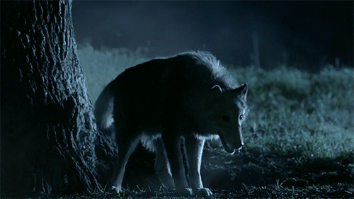 cute puppy super bowl ads