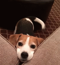 sweet puppy beagles