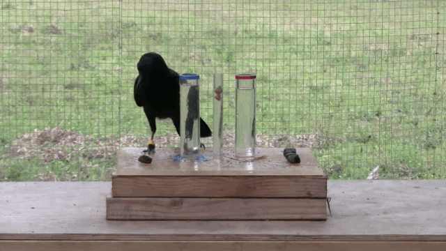 crows intelligent
