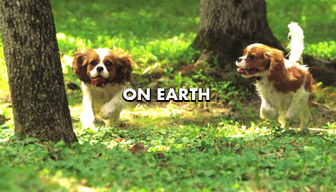 dog animaledit roll over