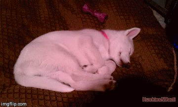 puppy siberian husky national day