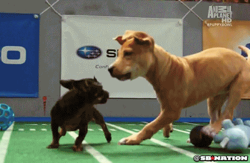 sbnation puppy