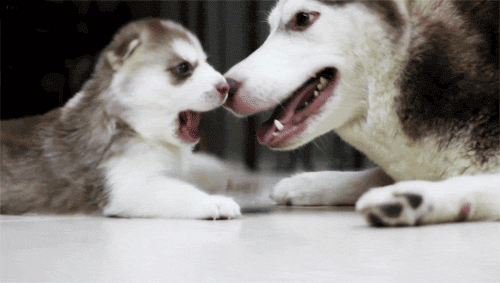 love dog kiss